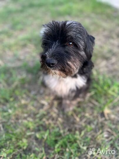 Чудесный пёсик