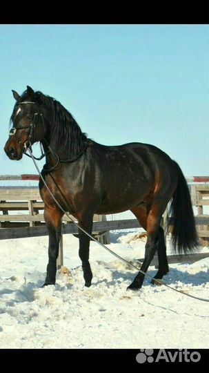 Жеребец на случку. Русский рысак