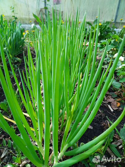 Лук зеленый, лук слезун