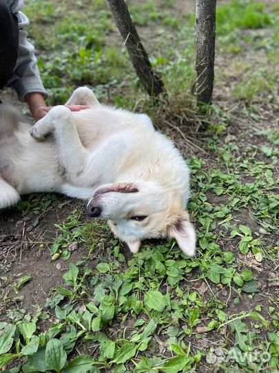 Красивый щенок в добрые руки