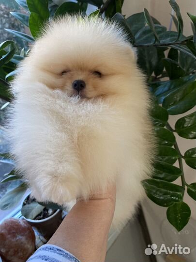 Щенки шпица