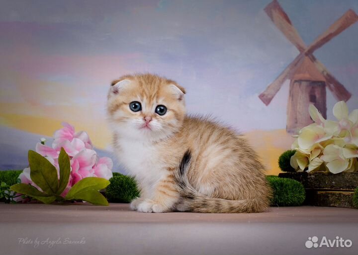 Шотландское золото