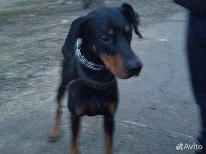 Доберман вязка