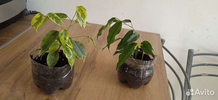 Фикус бенджамина