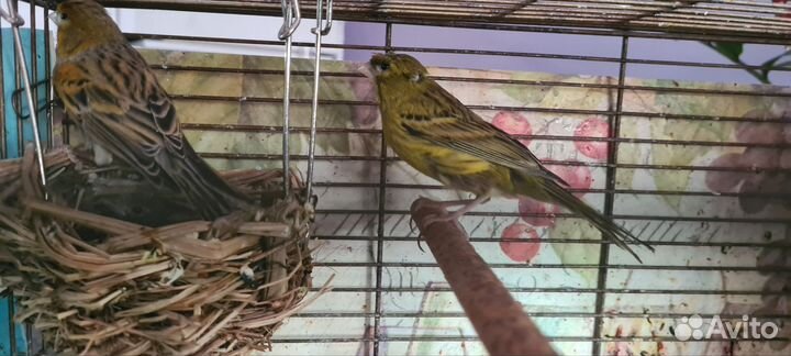 Кенарь и канарейка