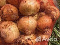 Лук репчатый
