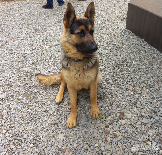 Вязка,немецкая овчарка кабель