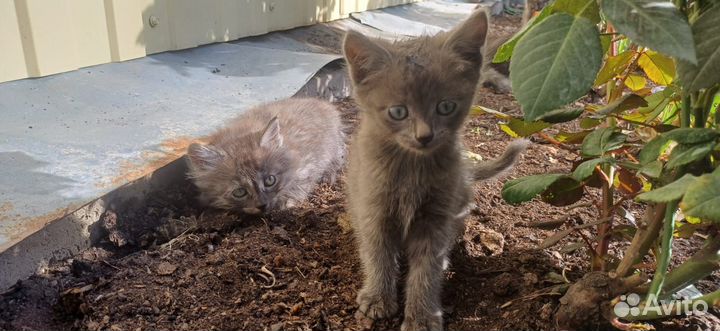 Красивые котятки бесплатно