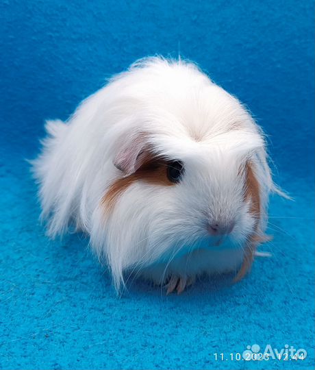 Морские свинки