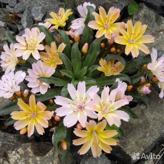 Левизия Little Peach