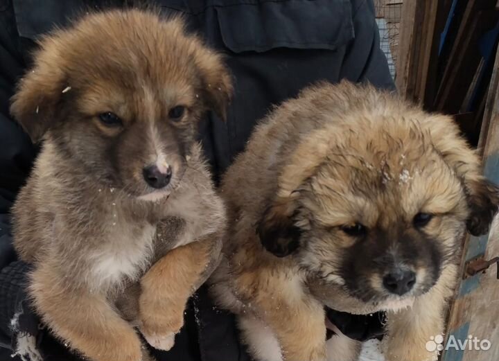 Щенки бесплатно