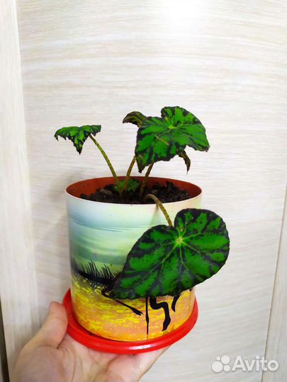 Каланхоэ, бегония, антуриум