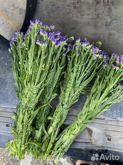 Статица сухоцвет