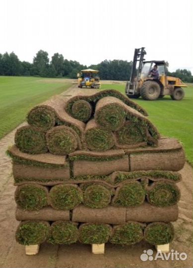 Рулонный газон 
