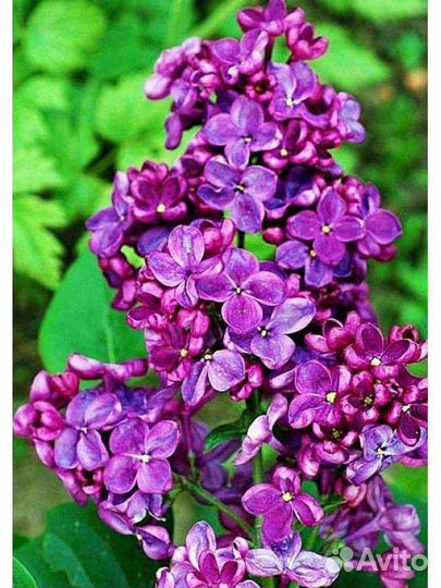 Саженцы Сирень Анна Шиач