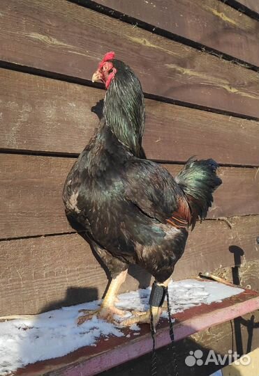 Куры Корниш инкубационное яйцо