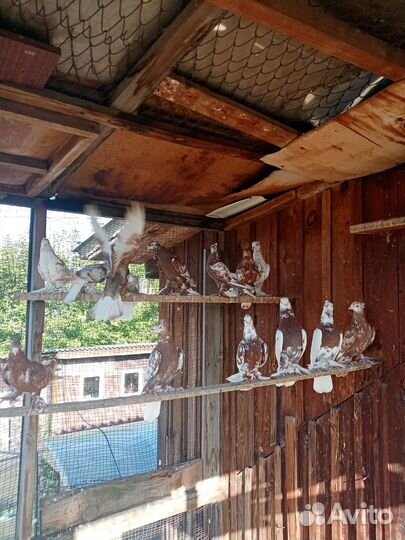 Продажа андижанских голубей