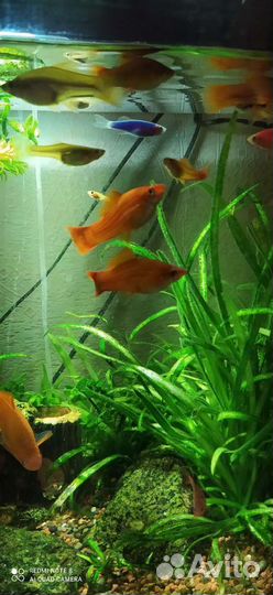 Аквариумные рыбки