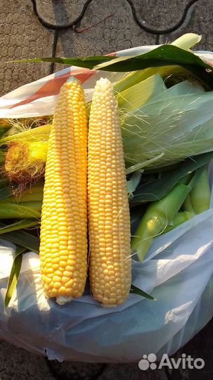 Кккуруза сладкая