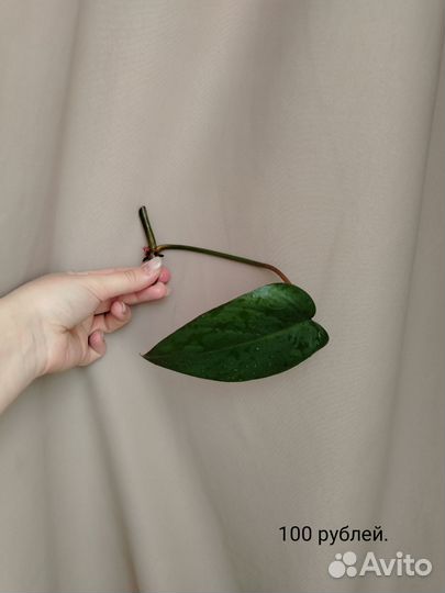 Комнатные растения