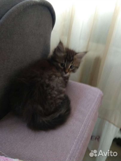 Отдам бесплатно