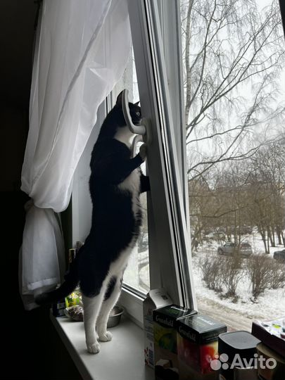 Отдам кота в добрые руки