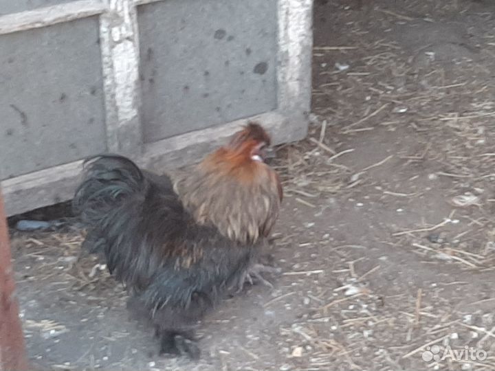 Петух китайский шелковый