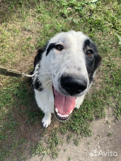 Найдена собака