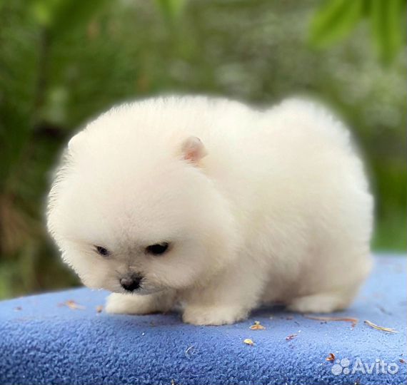 Померанский шпиц девочка