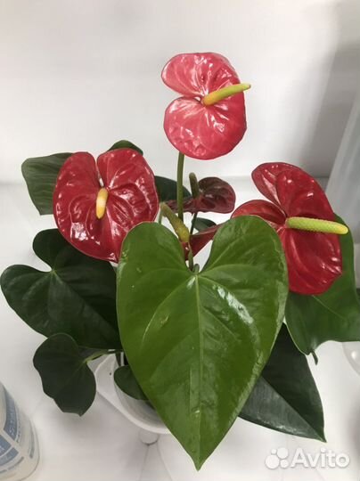 Антуриумы и другие комнатные цветы