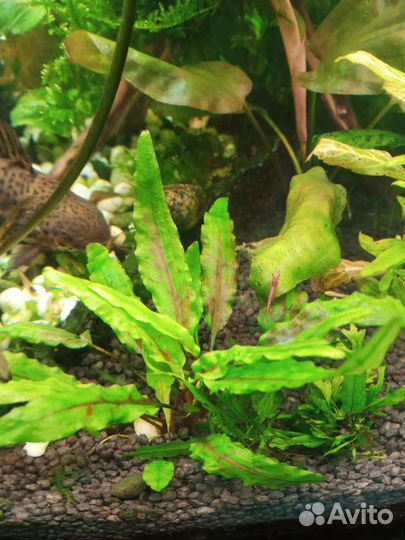 Аквариумные растения