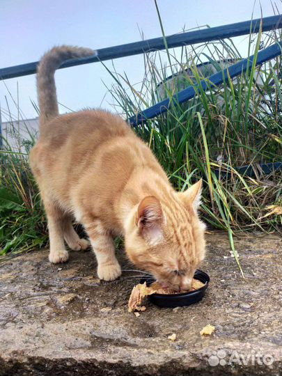 Рыжий кот в добрые руки