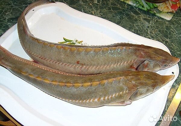 Живая царская рыба оптом