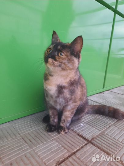 Метис британки в добрые руки