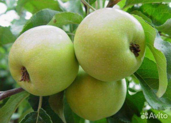 Яблони для Сибири