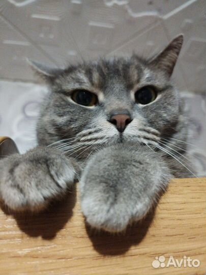 Кот шотландец