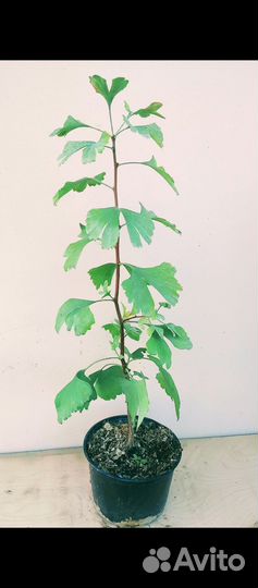 Гингко Билоба