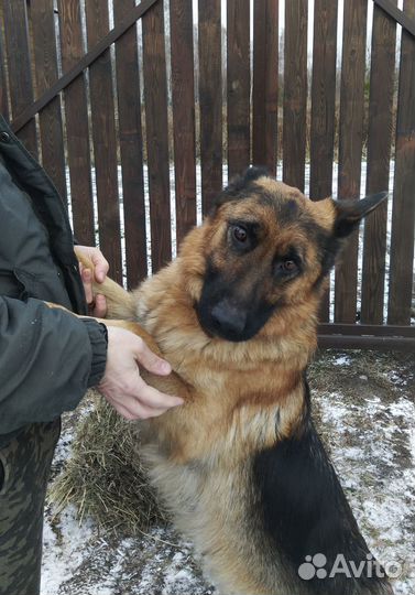 Щенки бесплатно