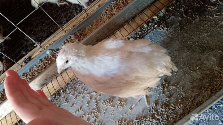 Перепела Техасс, Селадон