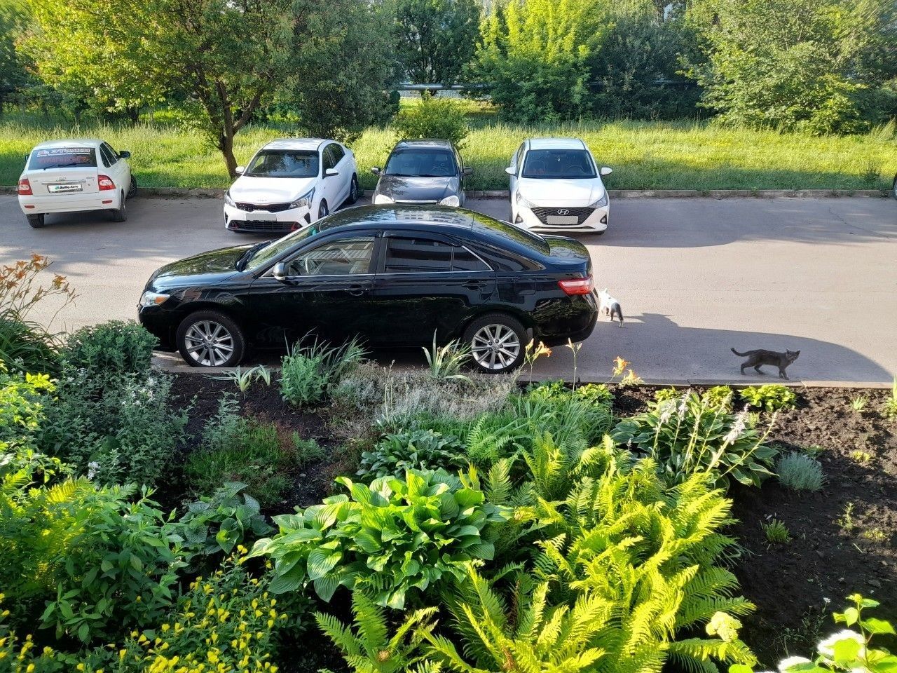 Toyota Camry: фото владельца
