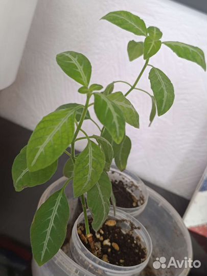 Комнатные цветы, Руэлия