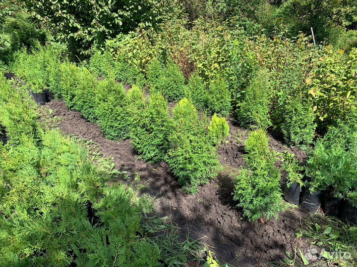 Туи Колумна Смарагд и Брабант