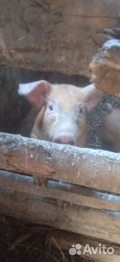 Поросята дюрок