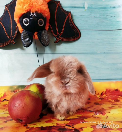 Крольчата породные с прививками