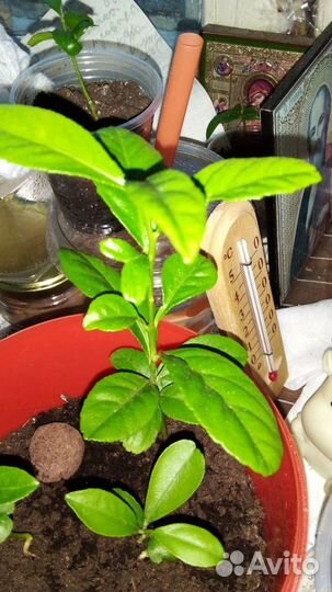 Лимонное дерево