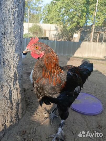 Петух лакеданзи серебро и черно медного марана