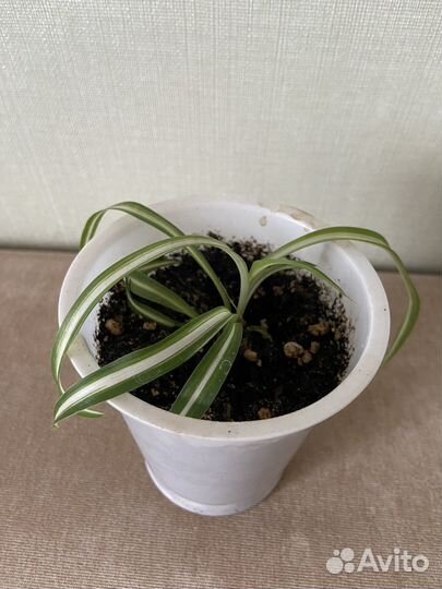 Хлорофитум хохлатый