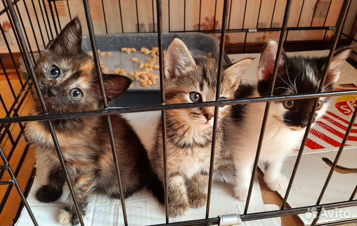 Котята в добрые руки