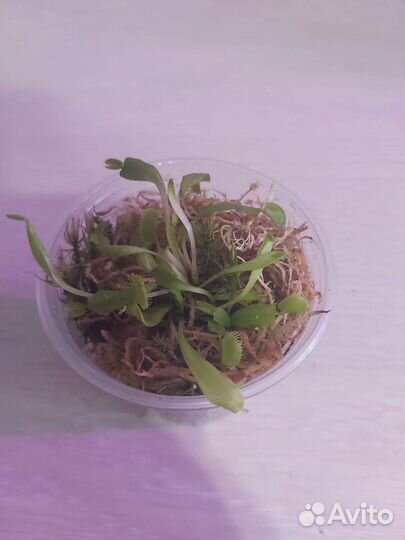 Венерина мухоловка