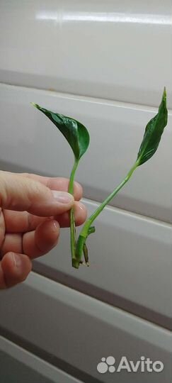 Сциндапсус Годзилла